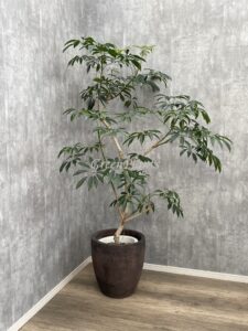 35）シェフレア朴15,000円+税