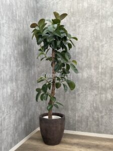 27）ゴムの木枝18,000円+税