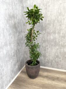 22）ガジュマル15,000円+税