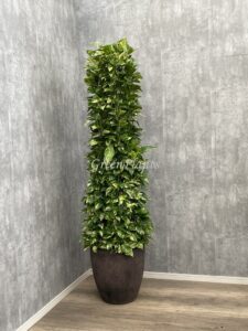 7）ポトス15,000円+税