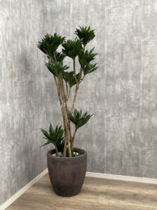 5）ドラセナコンパクタ18,000円+税