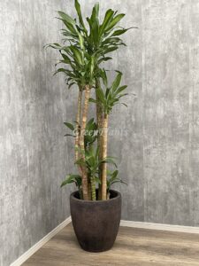 6）ドラセナマッサン15,000円+税
