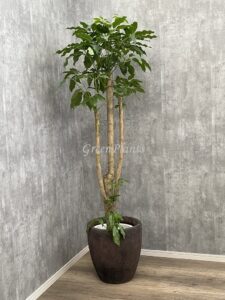 14）ブラッサイア18,000円+税