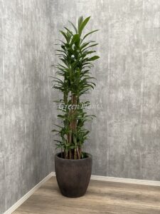 13）ドラセナグローカル12,000円+税