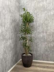 15）ジャマイカ18,000円+税
