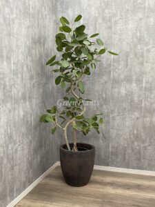 28）ベンガレンシスゴム20,000円+税