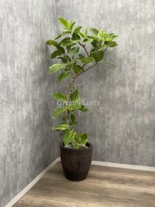 48）アルテシーマ22,000円+税