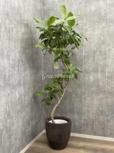 46）アルテシーマ22,000円+税