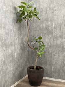 43）アルテシーマ20,000円+税